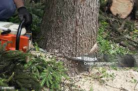 Best Fruit Tree Pruning  in Creve Coeur, IL