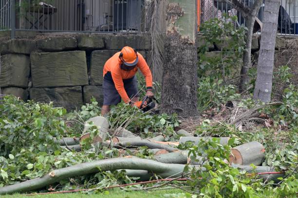 Best Utility Line Clearance  in Creve Coeur, IL