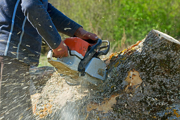  Creve Coeur, IL Tree Services Pros