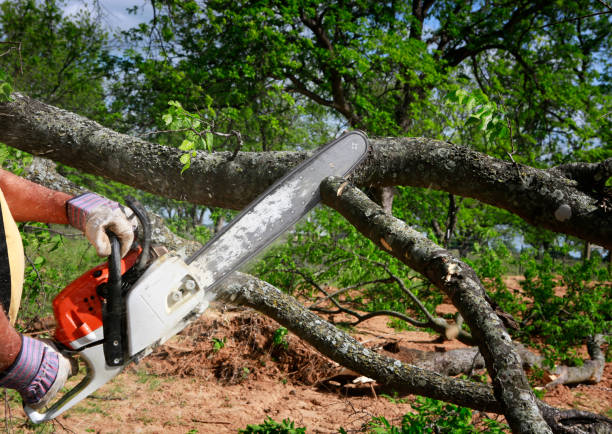 Best Tree Cabling and Bracing  in Creve Coeur, IL